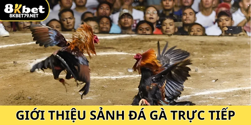 Tham gia hàng loạt sự kiện đá gà cực hot