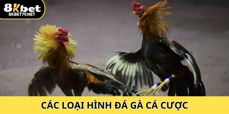 Các loại hình đá gà cá cược nên biết hiện nay