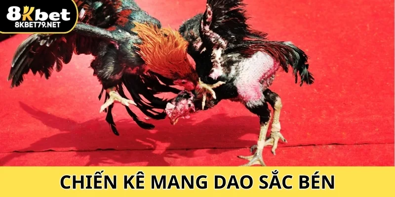 Chọi song đao – nơi chiến kê mang dao sắc bén, quyết liệt và kịch tính