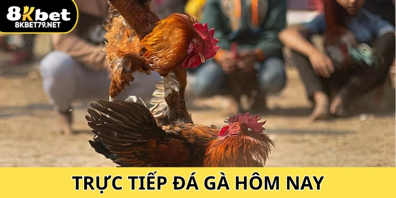Trực Tiếp Đá Gà Hôm Nay 8Kbet: Cập Nhật Nhanh, Xem Mượt Mà