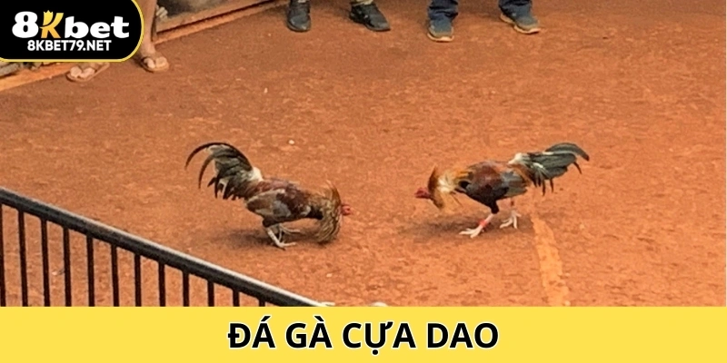 Đá Gà Cựa Dao – 8Kbet Trực Tiếp, Kèo Nhanh, Thắng Lớn