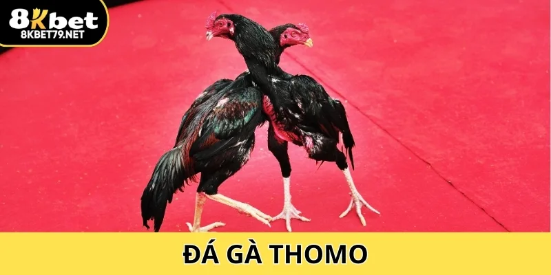 Đá Gà Thomo Trực Tiếp 8Kbet – Trận Đấu Kịch Tính 24/7