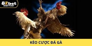 Kèo Cược Đá Gà – Tìm Hiểu Từ A đến Z Cho Người Mới Hiện Nay