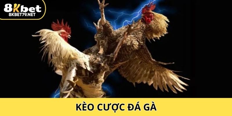 Kèo Cược Đá Gà – Tìm Hiểu Từ A đến Z Cho Người Mới Hiện Nay