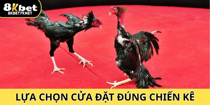 Lựa chọn cửa đặt đúng chiến kê mang về chiến thắng