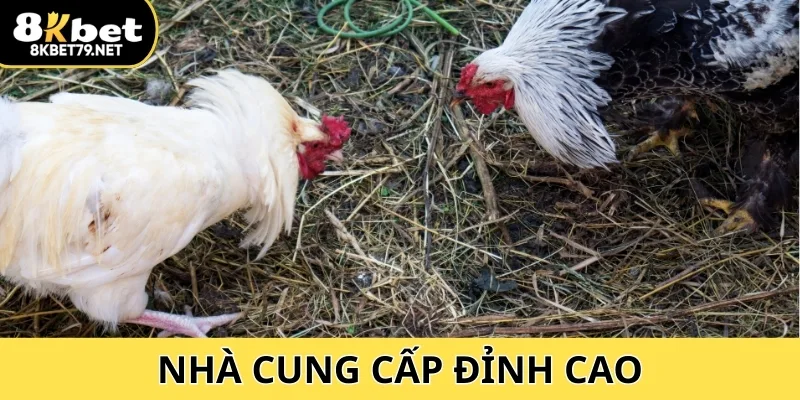 Nhà cung cấp đỉnh cao với trận đấu kịch tính và chiến kê xuất sắc