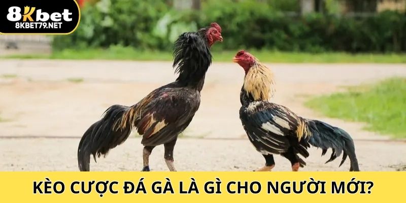 Tìm hiểu về kèo cược đá gà cho người mới là gì?